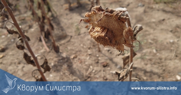 160 кг/дка среден добив от слънчоглед в Добруджа