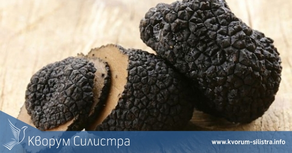 Колко се печели от трюфели в България