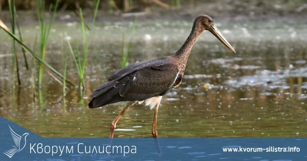 Двойка черни щъркели до село Малък Поровец