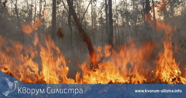 Кмет гаси пожар в полезащитен пояс