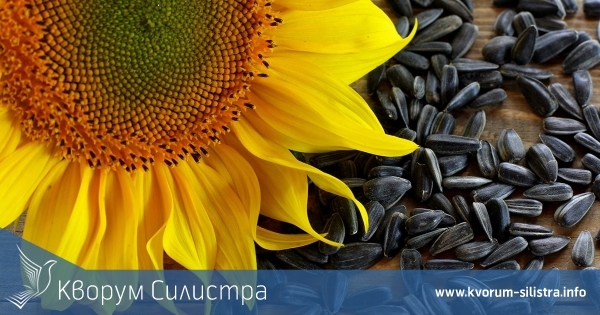 Внасят украински слънчоглед като румънски