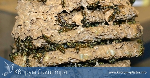 Премахнаха гнездо на оси от сграда в Силистра