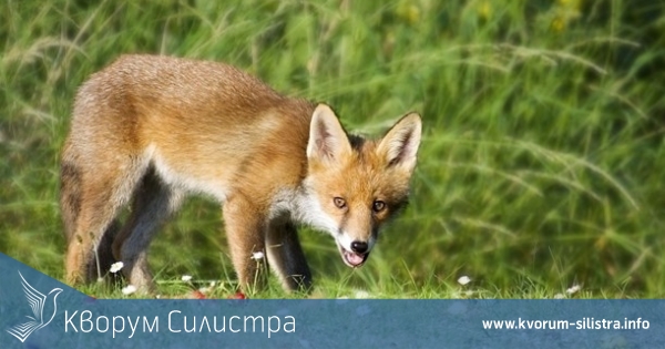 БАБХ започва есенна ваксинация на лисиците срещу бяс в Силистренско