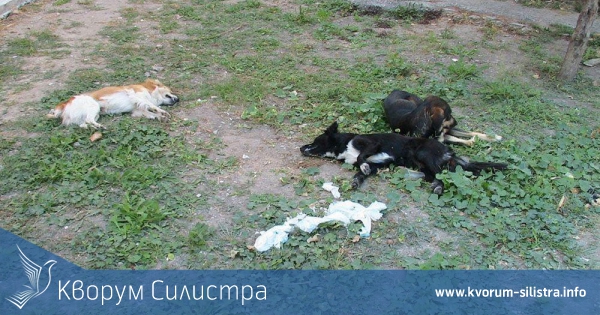 Повече от два часа две отровени кучета очакват да бъдат прибрани в центъра на Силистра