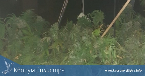 Силистренец си направи оранжерия за канабис в баня