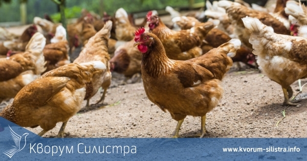 Над 330 000 птици покосени от птичи грип в съседна на Силистра област