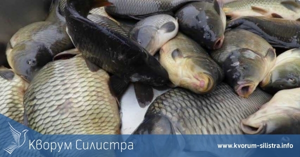 Шаранът в Тутракан 10,50 лева за килограм