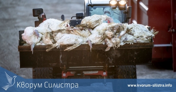 Птичият грип може да доведе до фалит на целия бранш