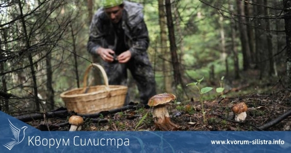 Ново данъчно облагане на гъбарите през 2024