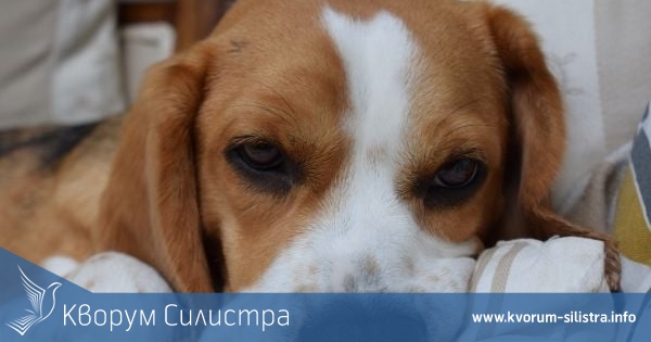 Таксата за притежание на куче в Силистра е 20 лева, за селата 3 лева