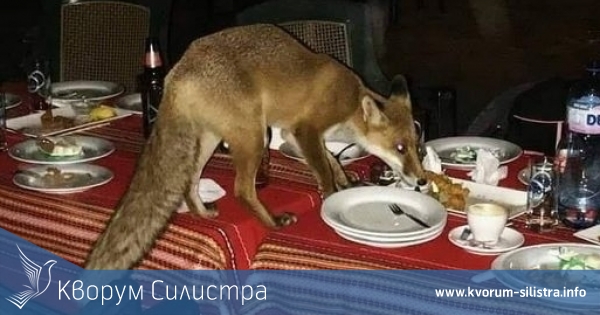 Какво да правим, ако срещнем лисица