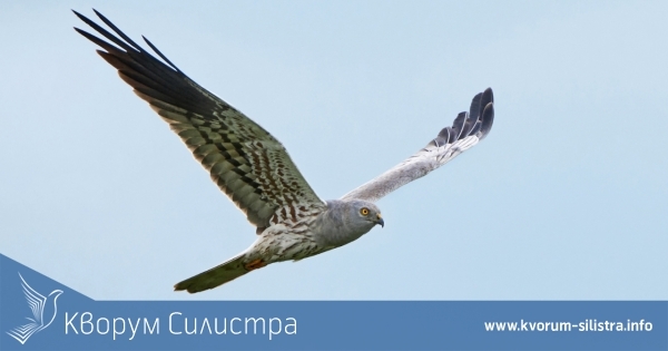 104 участъка от електроразпределителната мрежа в Североизточна България са дефинирани като опасни за птиците