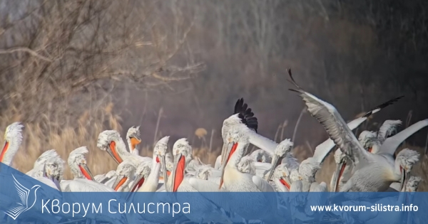 Любовта витае над Калимок-Бръшлен