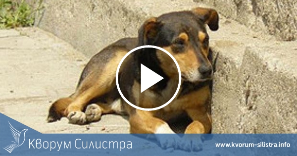 Бездомни кучета обикалят силистренската болница и нападат пациенти и лекари