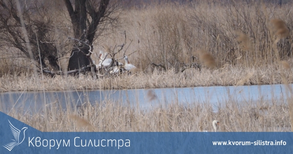 Рекорден брой пеликани гнездят тази година в Калимок-Бръшлен