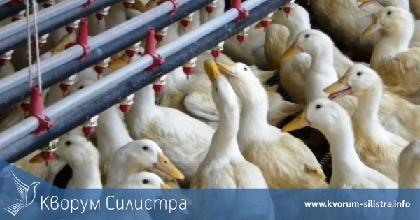 Откриха птичи грип в съседна на Силистра област