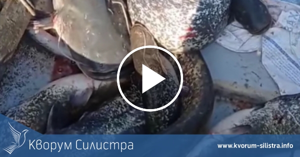 ИАРА: 15 сома край Тутракан уловени с ток, лодката отнета