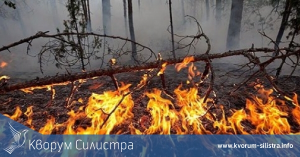 Бърза намеса спаси знакова гора край Силистра от унищожение