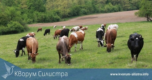 Община Ситово: Заявления за наемане на общински пасища