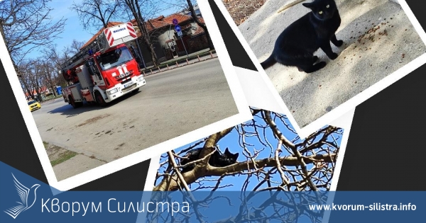 Малко черно коте мобилизира пожарникарите в Силистра