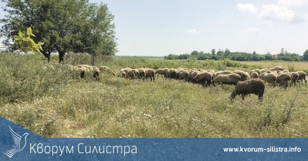 До 10 март се подават заявления за общински пасища без търг