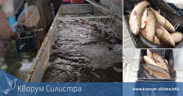 40 кг сом и 70 кг бял амур бяха конфискувани в Тутракан