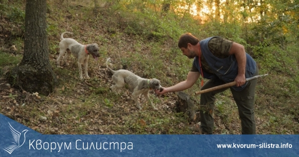 България е лидер в производството на черен трюфел в Европа