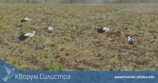 Първите щъркели пристигнаха в област Силистра