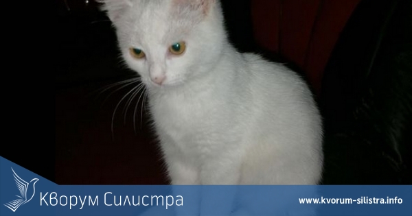 Изгубено коте в Силистра! Собственикът предлага възнаграждение от 500 лв.