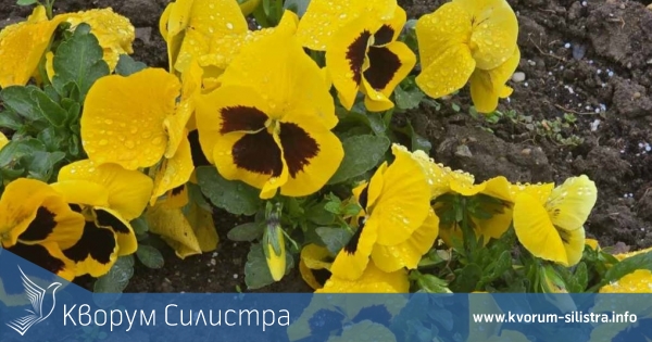 Обилни валежи паднаха в Силистренско