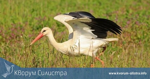 ЕРП Север се включи в 8-то международно преброяване на белия щъркел