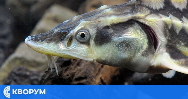 Дунавът ще посрещне 1 600 000 нови обитатели