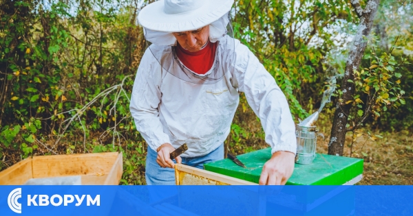 Пчелари в беда: Продават меда си на безценица