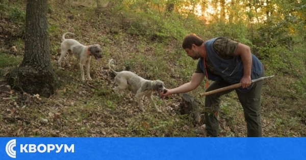 30 000 на лов за трюфели: България е сред лидерите по износ на ценната гъба