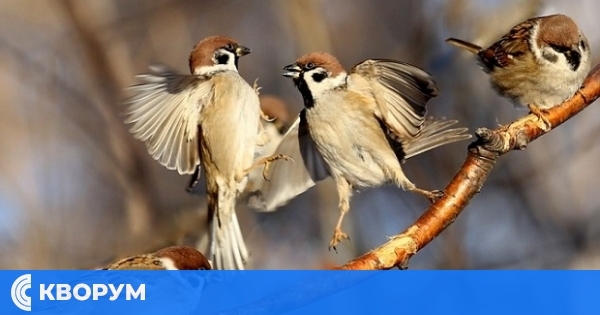 Днес броим врабчетата