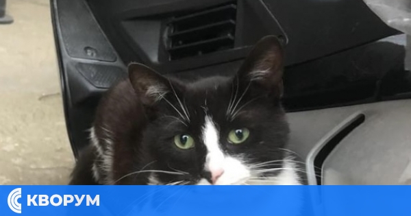 Изгубена котка, собствениците предлагат награда!