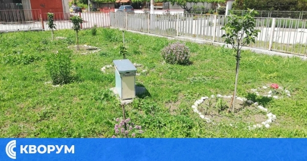 "Вкусната горичка" в Детска градина "Мир" ражда първите си плодове