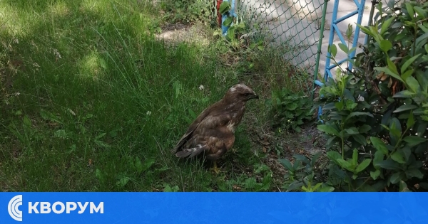 Малък мишелов се разхожда в двора на детска градина в Силистра