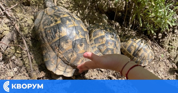 Знаете ли колко вида костенурки има в България?