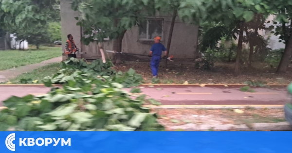 Силният вятър събори дърво в Силистра