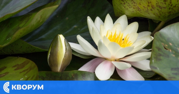 Празникът на водните лилии в Малък Преславец е отменен!