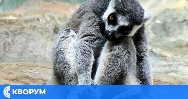 Младеж открадна маймуна от зоопарка в Кълъраш