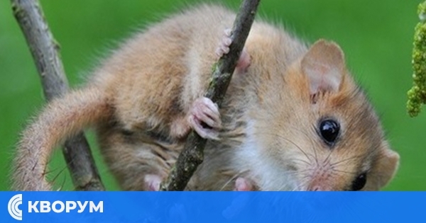 25 къщички за сънливци са поставени във Ветовско