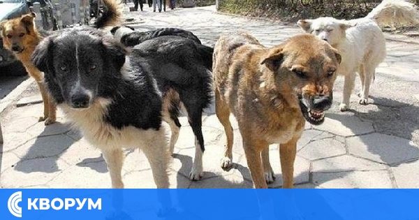 Кучета нахапаха жестоко 81-годишна жена в Айдемир