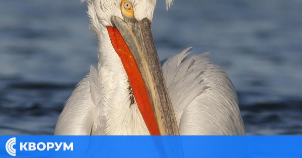 Деца от Дунавския басейн могат да участват в международен конкурс