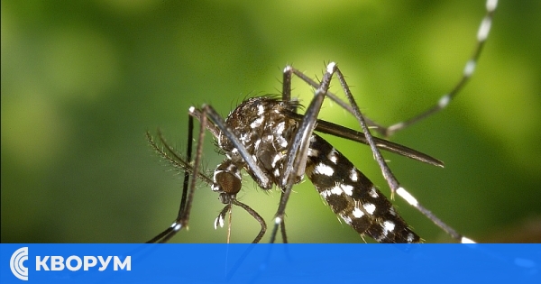 Община Силистра пренасрочва обработки против комари заради прогнози за валежи