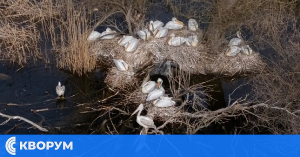 Рекорден брой малки къдроглави пеликани в Калимок-Бръшлен