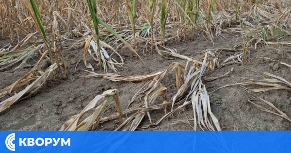 Вълната на засушаването: Силистра се бори със сериозни щети по земеделските култури