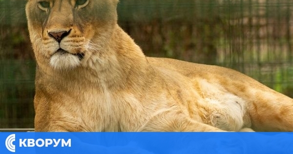 Зоопаркът в Кълъраш търси име за лъвица