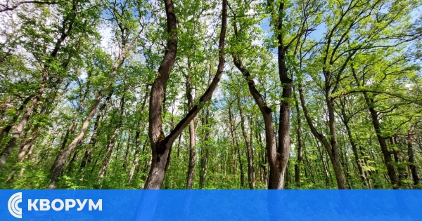 Строги проверки в горите на пет области, включително и Силистра, уловиха малко нарушители през юли